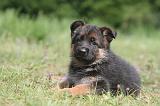 BERGER ALLEMAND 1232